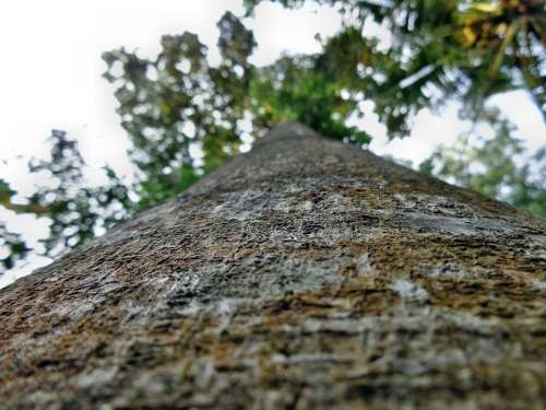Tree Trunk Bark Big Plant Nature Green Forest