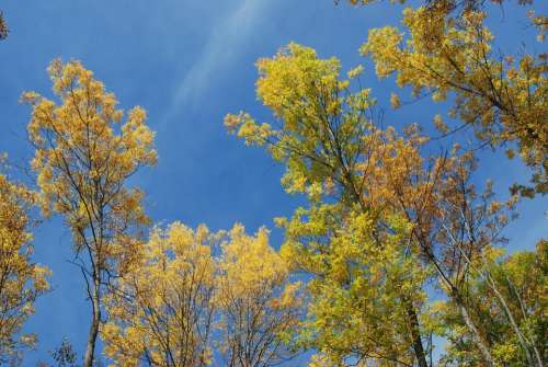 Tree Sky Nature Landscape Summer Green Blue