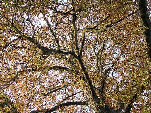 Tree Chestnut Tree Chestnut Leaves Fall Color