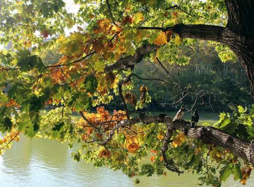 Tree Leaves Lake Water Fall Nature Branch Autumn