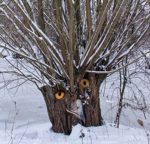 Tree Eyes Owl Surreal Digital Art Photomontage
