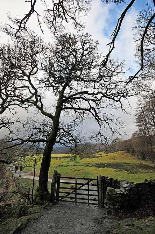 Tree Gate Rural Cumbria Water Nature Landscape