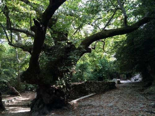 Tree Old Oak Tribe Green Leaves Log Nature