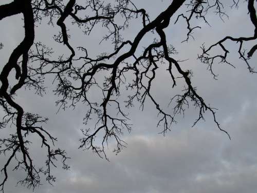 Tree Branches Outdoor Seasonal Winter Bare