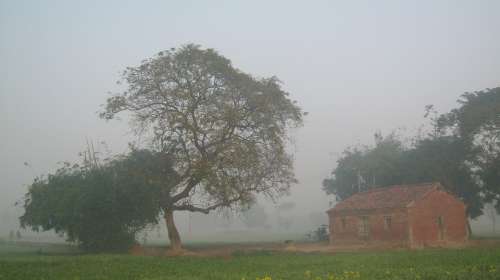 Tree Fog Mist Village Farmhouse Nature Morning