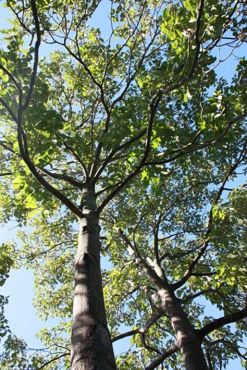 Tree Green Sky Nature Summer Leaf Spring Forest