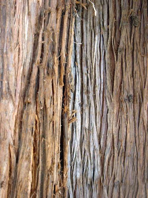 Tree Bark Old Strain Surface Wood