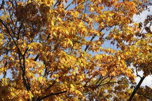 Tree Leaves Autumn October Season