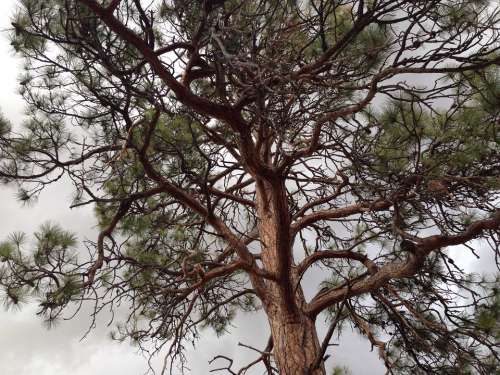 Tree Ponderosa Pine Pine Ponderosa Nature Green