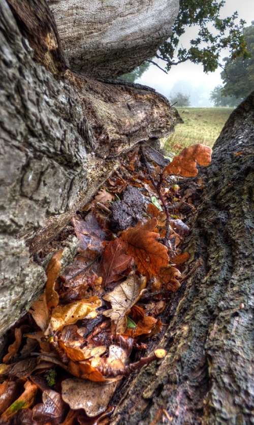 Tree Leaves Season Forest Autumn Natural Foliage