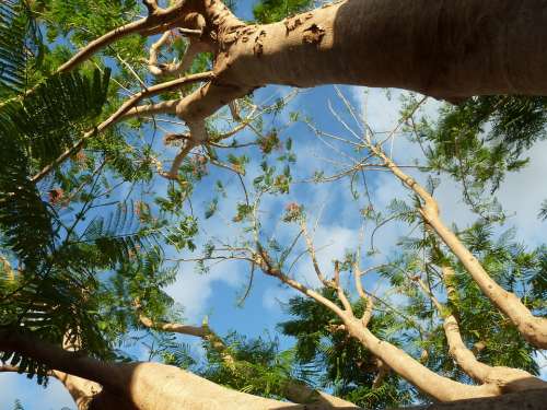 Tree Leaves Sky Branches Nature Trunk