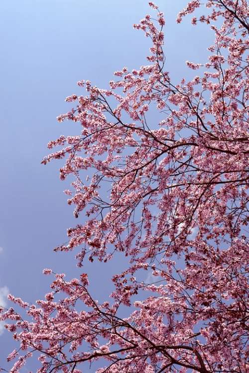 Tree Blossom Pink Nature Spring Cherry Bloom