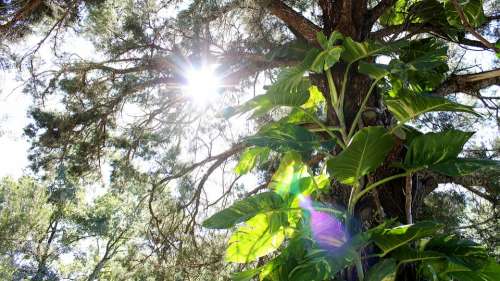 Tree Lens Flare Flare Sun Plant Vine Sunlight