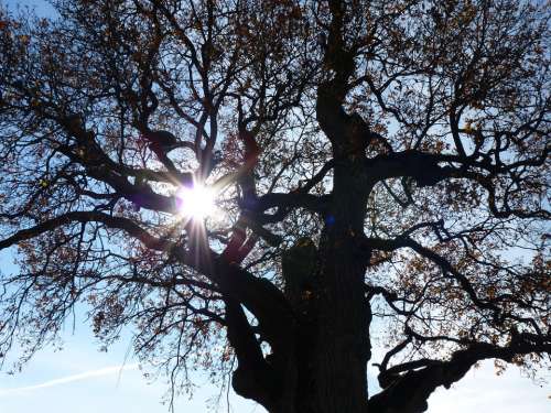 Tree Autumn Mood Backlighting Nature Autumn