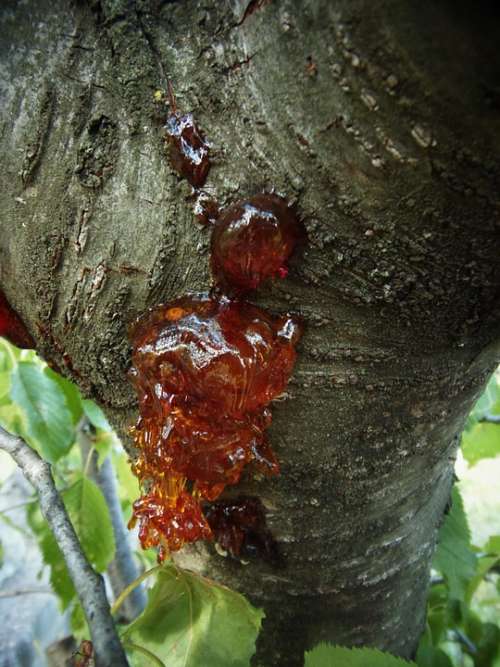 Tree Resin Bark Nature Field Trunk