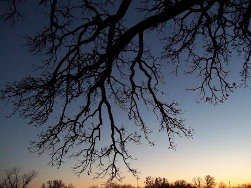 Tree Bare Branches Silhouette Autumn Leafless
