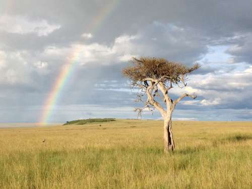 Tree Rainbow Savannah Africa