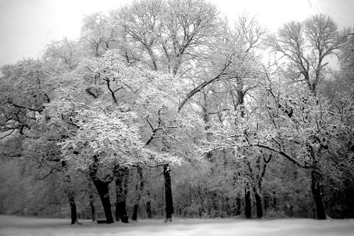 Tree Winter Snow White Nature Black And White