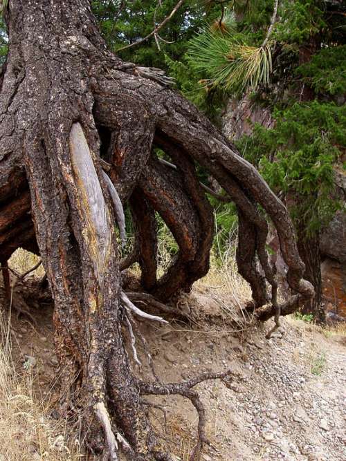 Tree Roots Nature Dry Pine Pine Needles