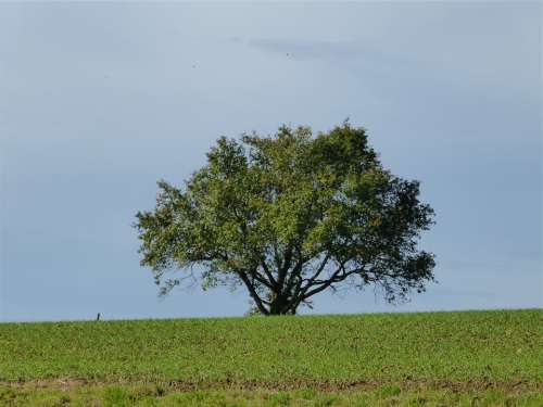 Tree Landscape Lonely Nature Leaves Sky Rest