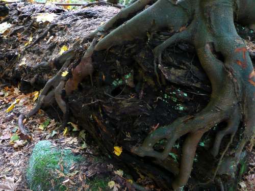 Tree Roots Nature Forest Plant Fall