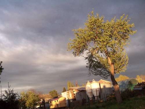 Tree Afternoon Sky Mood Gloomy Sleet