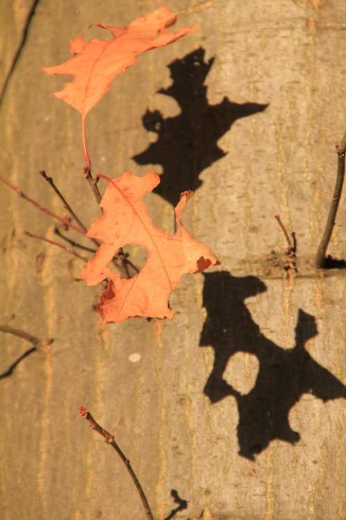 Tree Leaf Leaves Autumn Forest