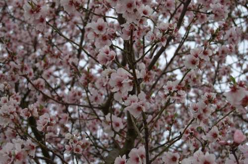 Tree Blossom Bloom Spring Cherry Blossom Pink