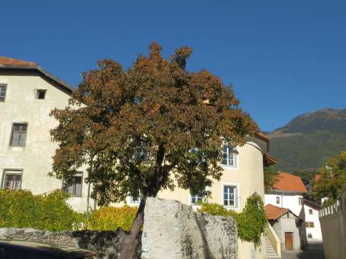 Tree Castle Tyrol