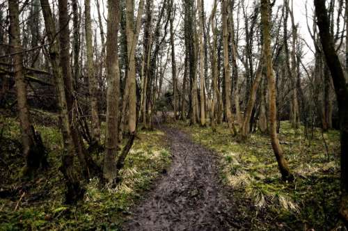 Tree Trees Tribe Tribes Forest Path Nature