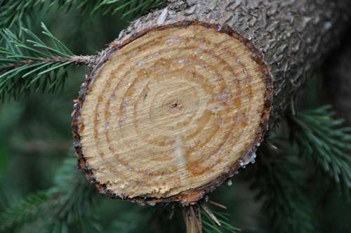 Tree Grain Wood Resin Vegetable Cut