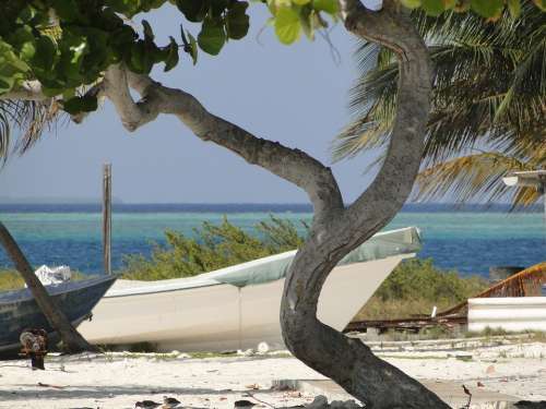 Tree Beach Boat Sea Horizon