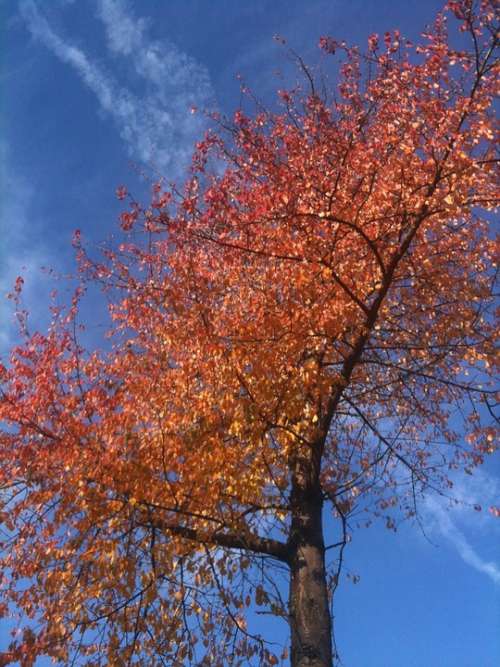 Tree Leaves Sky Old Tree Natural Nature Trees