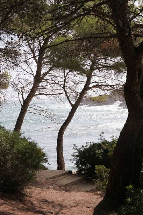 Tree View Sea Island Mallorca Autumn Nature