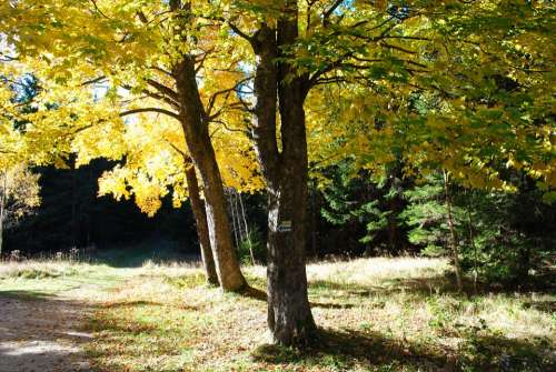 Tree Autumn Fall Foliage Nature