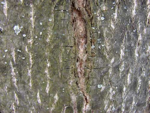 Tree Bark Wood Tree Bark Trees Forest Nature