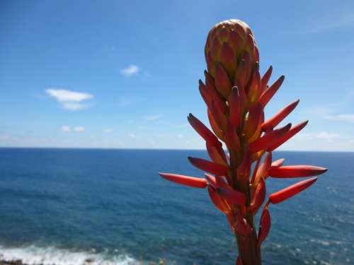 Tree Aloe Flower Blossom Bloom Red View Close Up