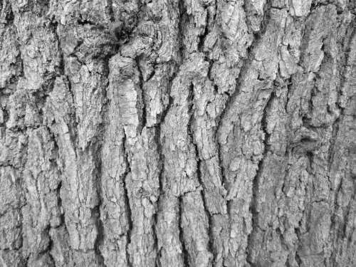 Tree Bark Bark Tree Texture Nature Vegetation