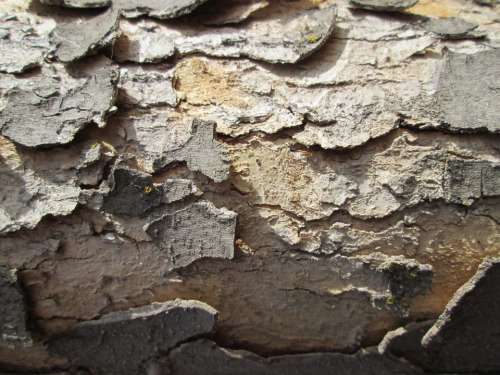 Tree Bark Bark Tree Texture Nature Vegetation