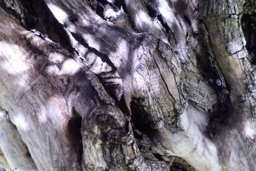 Tree Bark Trunk Nature
