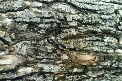 Tree Bark Cracks Nature Texture
