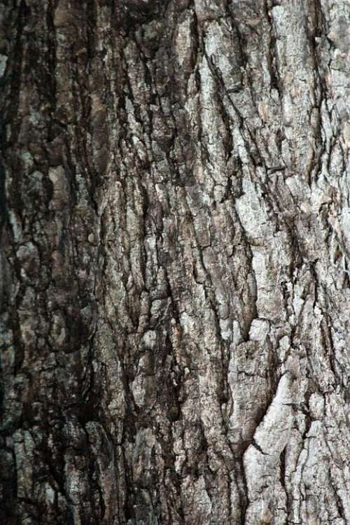 Tree Bark Texture Tree Woody Texture Background