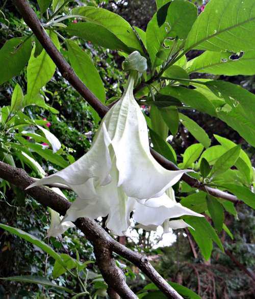 Tree Datura Angel'S Trumpet Peruvian Trumpets Flower