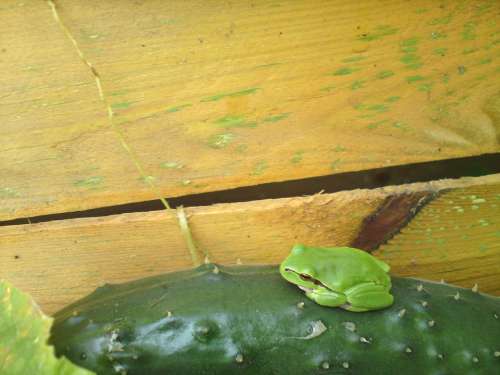 Tree Frog Frog Cucumber Fence Garden Fence