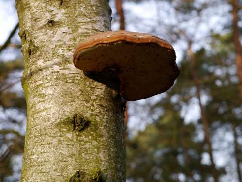 Tree Fungus Tree Mushroom Mushrooms On Tree
