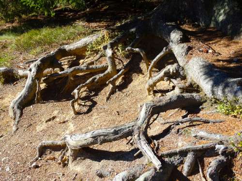 Tree Roots Root System Nature
