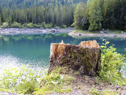 Tree Stump Log Sawed Off Lake Mountain Mountains