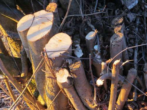 Tree Stump Wood Log Tree Like Sawed Off Saw