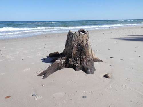 Tree Stump Water Beach