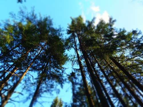 Tree Tops Trees Tree Top Nature Forest Green